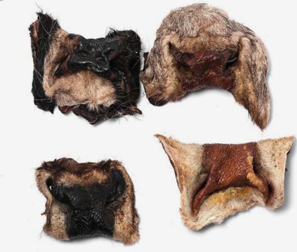 BEEF NOSE